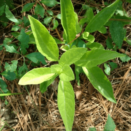 Longevity Spinach