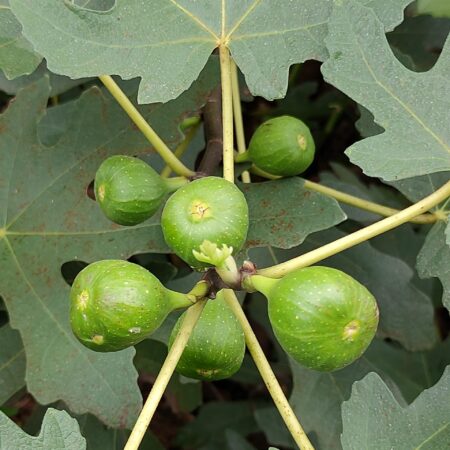 Fig