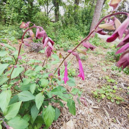 Burgundy Salvia(rose salvia)