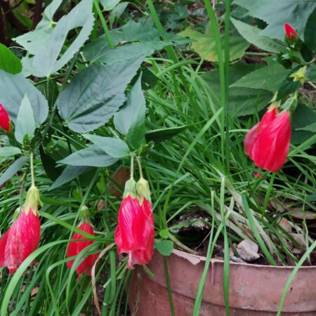 Turk's Cap Hibiscus