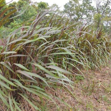 Bana grass (Napier or Elephant Grass)