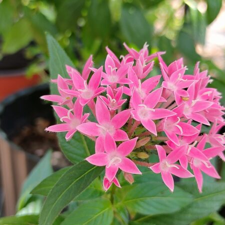Pentas