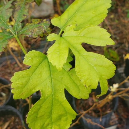 Mulberry, Edible leaf