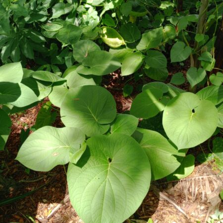 Rootbeer Plant, Piper auritum