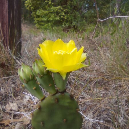 Prickly Pear (Opuntia, Nopales, Tuna)