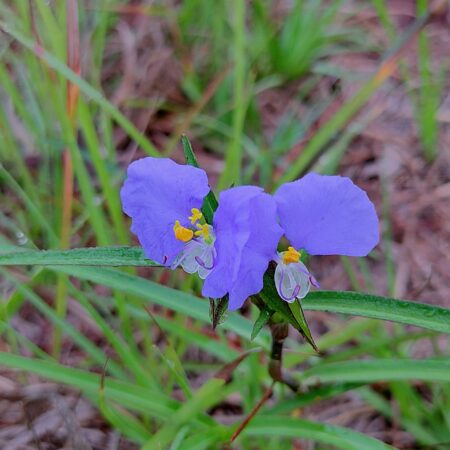 Spiderwort