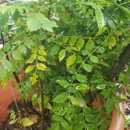 Curry Leaf Tree