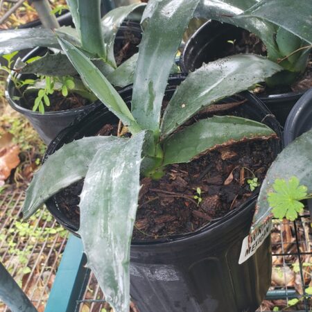 Century Plant (Agave)